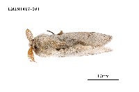 藏品(尖翅蛾科)的圖片